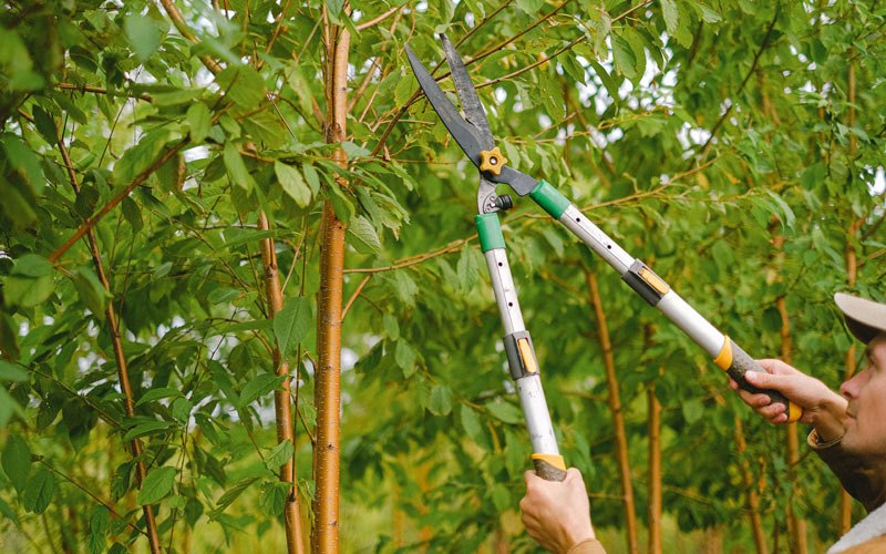 Tree trimming in Molalla, OR